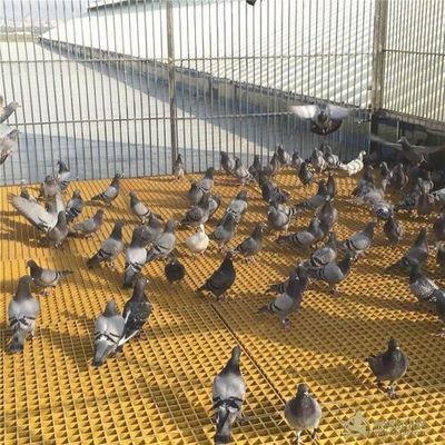 Área aberta 40% 80% FRP Grelhas de gado para aves de capoeira/pássaros/pombas