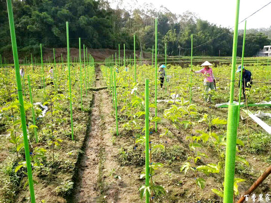 Serviço de corte Estacas de jardim flexíveis de alta resistência para o poste de suporte da estufa