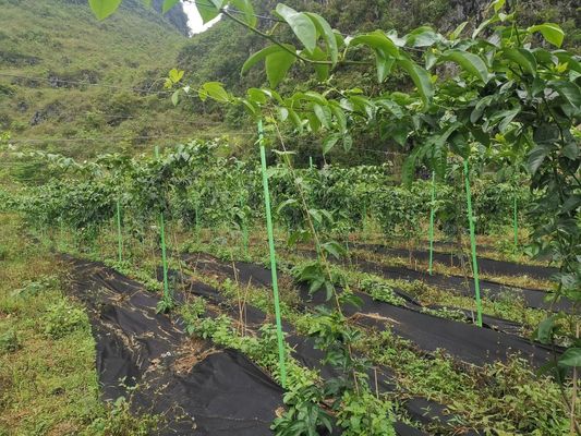 Pólus de suporte de árvore de FRP antienvelhecimento de ponta afiada para bastão de planta liso conforme exigido
