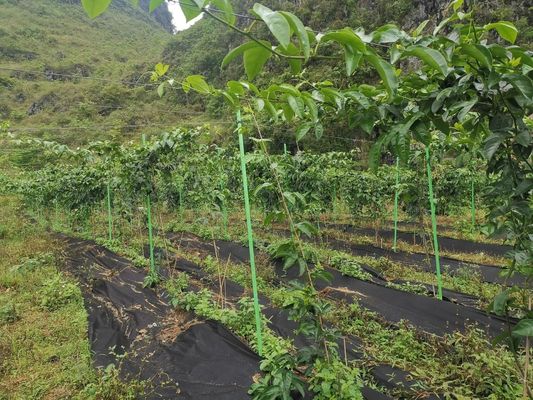 Serviço de corte de tubos de FRP personalizáveis para o suporte de árvores de pomares de estufa