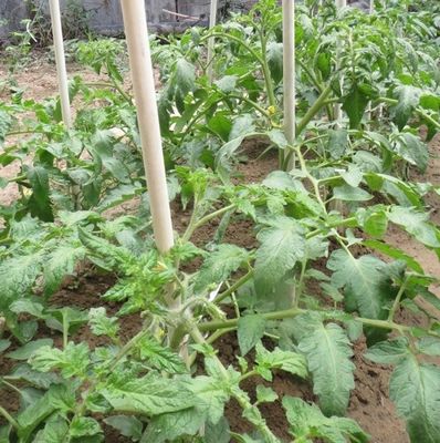 1m a 11,6m comprimento estacas de fibra de vidro de alta resistência para tomate árvores e feijão